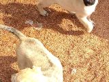 Kangal Yavruları
