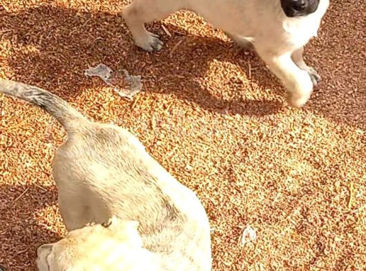 Kangal Yavruları görsel