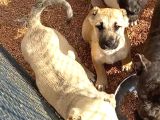 Kangal yavruları