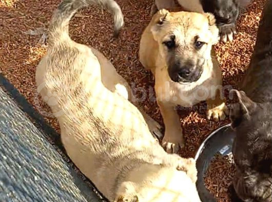 Kangal Yavruları