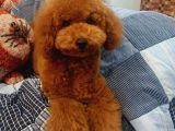 6 aylık erkek dark brown toy poodle 