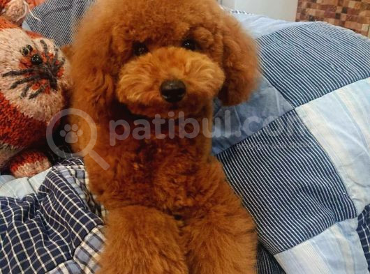 6 Aylık Erkek Dark Brown Toy Poodle 