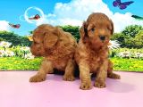 kıvırcık Toy poodle Yavrular