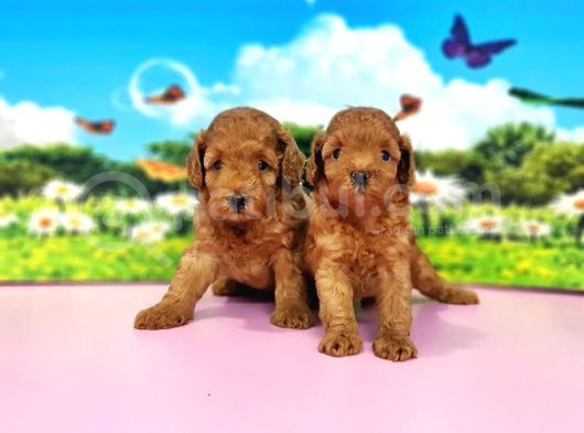 Kıvırcık Toy Poodle Yavrular görsel