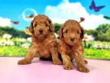 Kıvırcık Toy Poodle Yavrular