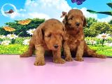 Kıvırcık Toy Poodle Yavrular