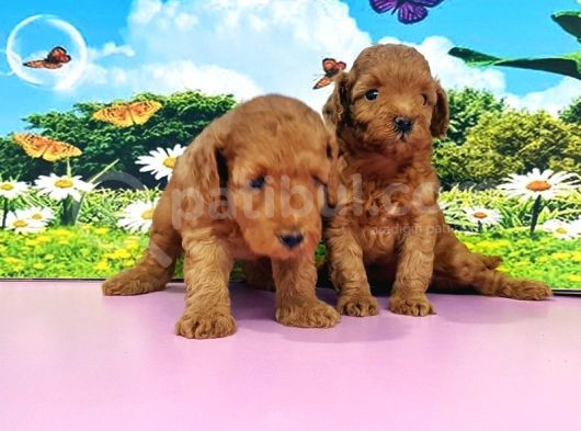 Kıvırcık Toy Poodle Yavrular görsel