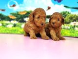 Kıvırcık Toy Poodle Yavrular