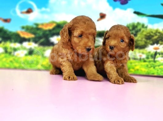 Kıvırcık Toy Poodle Yavrular görsel