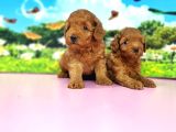 Kıvırcık Toy Poodle Yavrular