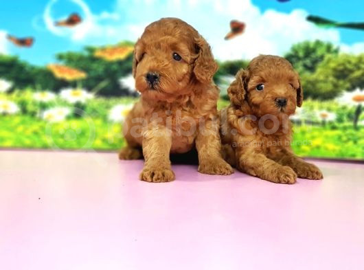 Kıvırcık Toy Poodle Yavrular görsel