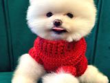 Pomeranian Boo Dişi-Erkek Yavrular Hazır