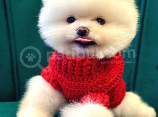 Pomeranian Boo Dişi-Erkek Yavrular Hazır görsel