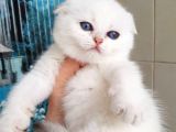 Yusyuvarlak Suratlı Silver Scottish Fold Shorthair
