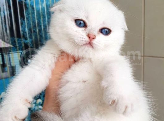 Yusyuvarlak Suratlı Silver Scottish Fold Shorthair görsel