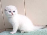 Yusyuvarlak Suratlı Silver Scottish Fold Shorthair