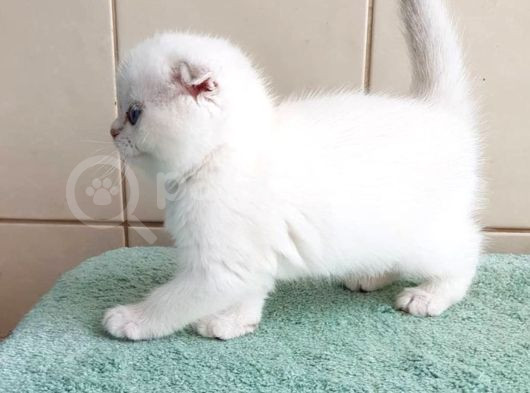 Yusyuvarlak Suratlı Silver Scottish Fold Shorthair görsel