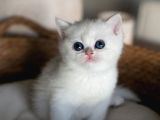 Kar Beyaz Silver British Shorthair