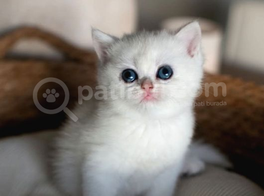 Kar Beyaz Silver British Shorthair görsel