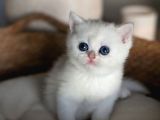 Kar Beyaz Silver British Shorthair