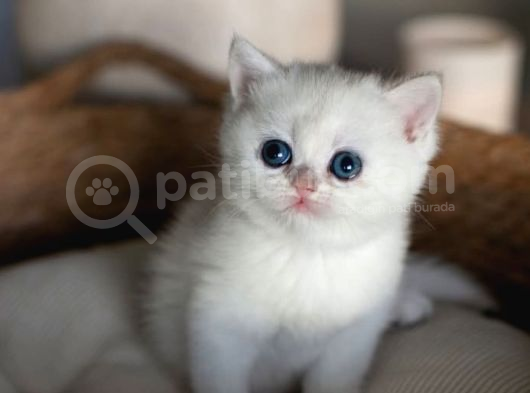 Kar Beyaz Silver British Shorthair