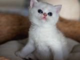 Kar Beyaz Silver British Shorthair