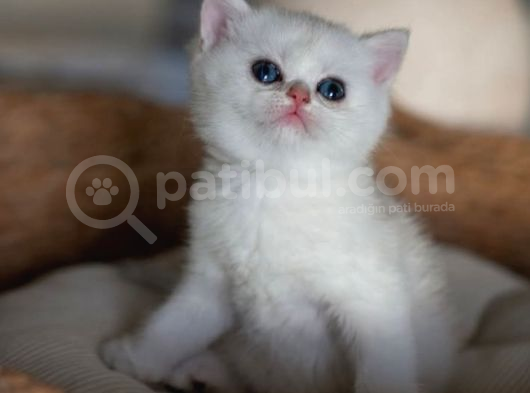 Kar Beyaz Silver British Shorthair görsel