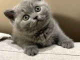 Oyuncak Bebeğim Gri British Shorthair