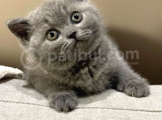 Oyuncak Bebeğim Gri British Shorthair