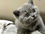 Oyuncak Bebeğim Gri British Shorthair