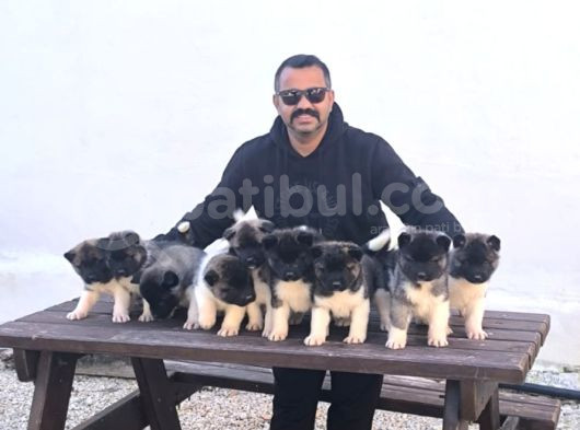 Şampi̇yon Pablonun Yavrulari Scr Belgeli̇ görsel