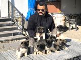 ŞAMPİYON PABLONUN YAVRULARI SCR BELGELİ
