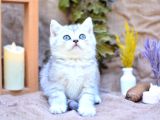 Muhteşem Tonda Silver British Shorthair