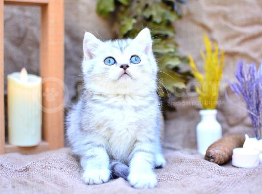 Muhteşem Tonda Silver British Shorthair görsel