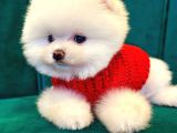 Pomeranian Boo Dişi-Erkek Yavrular Hazır