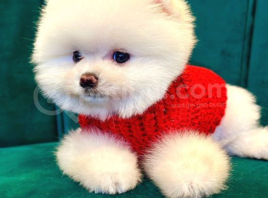 Pomeranian Boo Dişi-Erkek Yavrular Hazır görsel