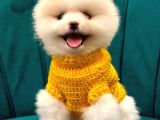 Pomeranian Boo Dişi-Erkek Yavrular Hazır