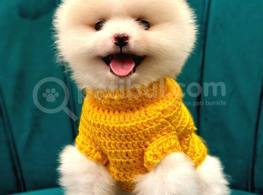 Pomeranian Boo Dişi-Erkek Yavrular Hazır