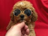 Poodle Bebeklerimiz