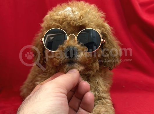 Poodle Bebeklerimiz görsel
