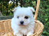 Biblo Gibi Teacup Maltese Bebek