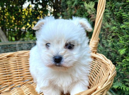 Biblo Gibi Teacup Maltese Bebek görsel