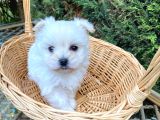 Biblo gibi teacup maltese bebek