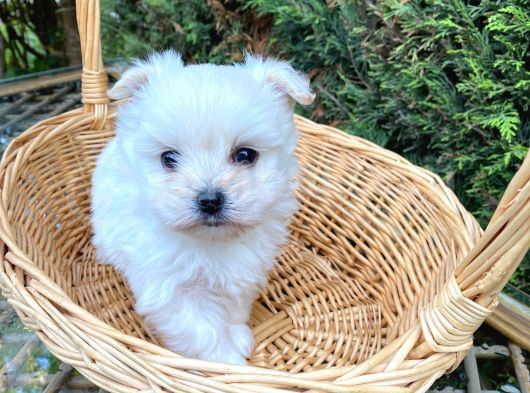 Biblo Gibi Teacup Maltese Bebek