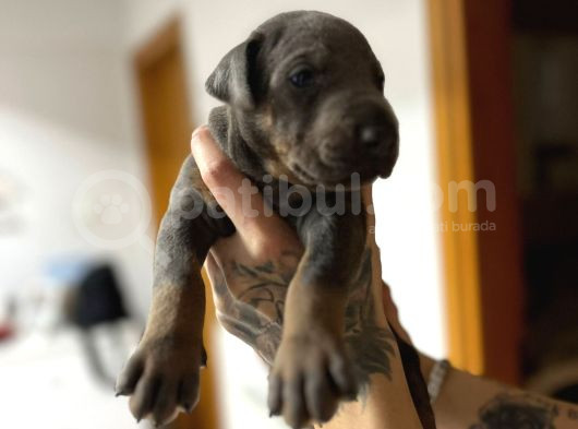 Son Dişi Egzotik Blue Yavru görsel