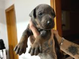 Son dişi egzotik blue yavru