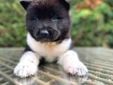 Harika Anatomi Amerikan Akita Yavrular