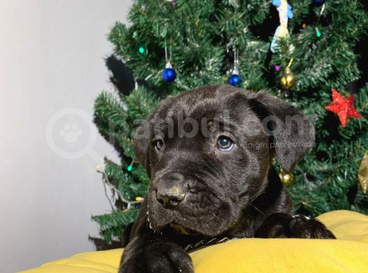 Safkan Koca Pati Cane Corso Yavru görsel