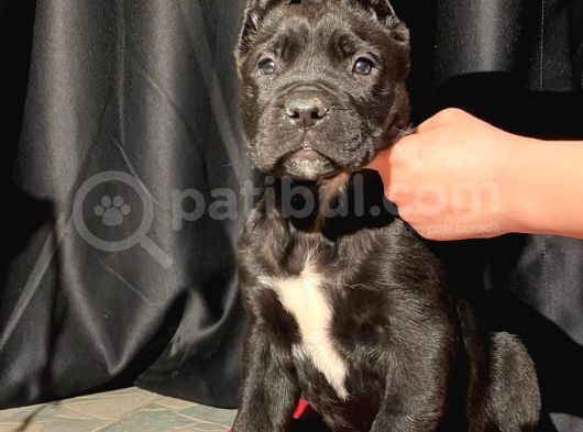 Safkan Koca Pati Cane Corso Yavru görsel