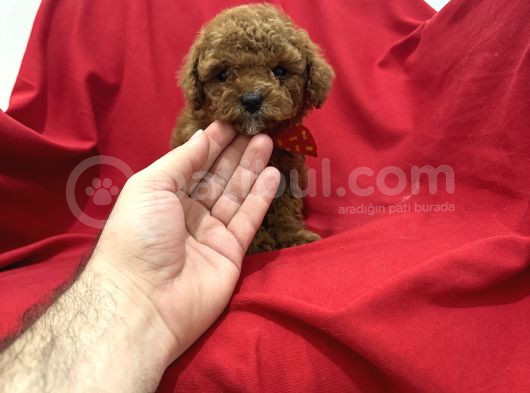 Toy poodle bebeklerim